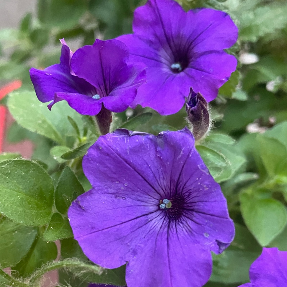 Meet your Posher, Kate.